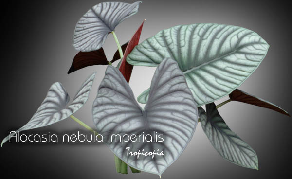 Other - Alocasia nebula Imperialis - Elephant ear